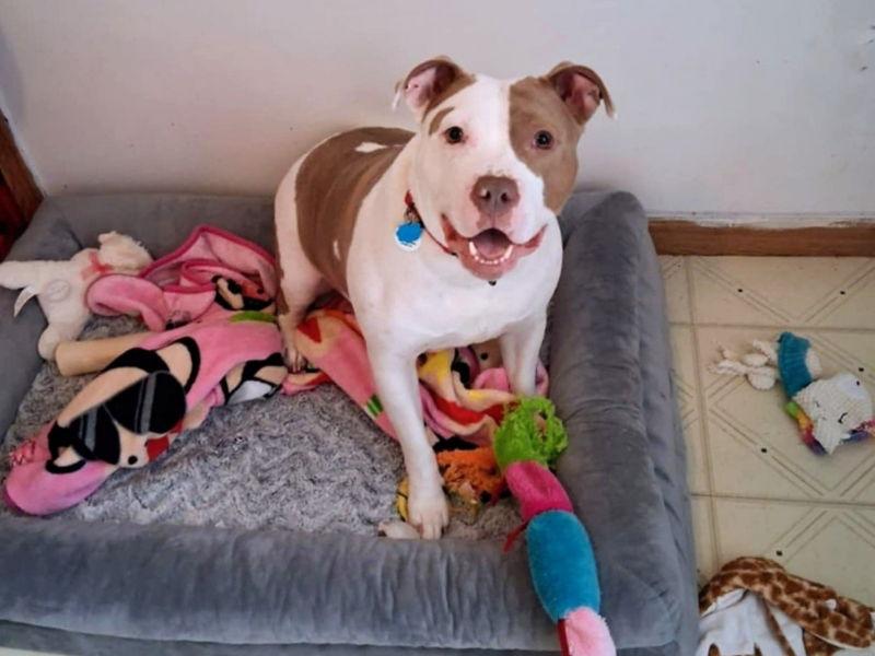 Enlarge Mocha, a Adoptable American Staffordshire Terrier in Portage, IN image 2/2