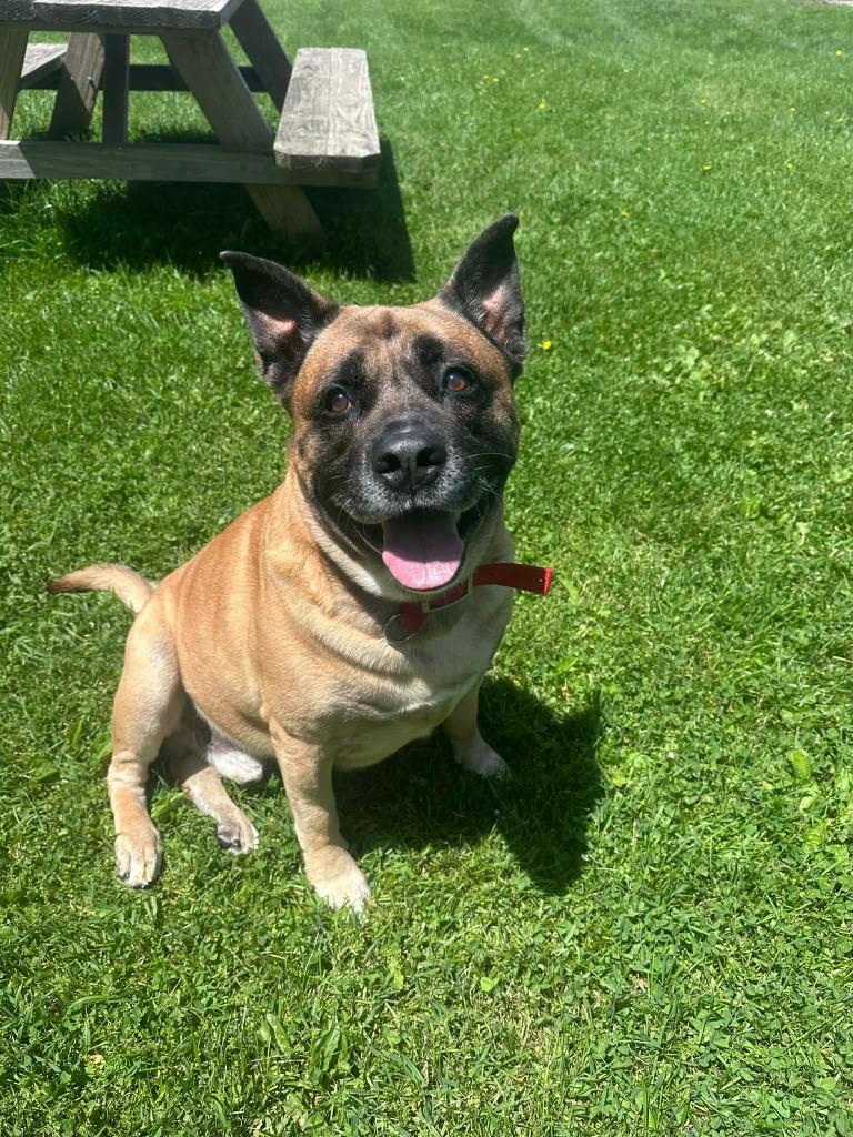 Enlarge Zade, a Adoptable mixed breed in Marion, OH image 1/6