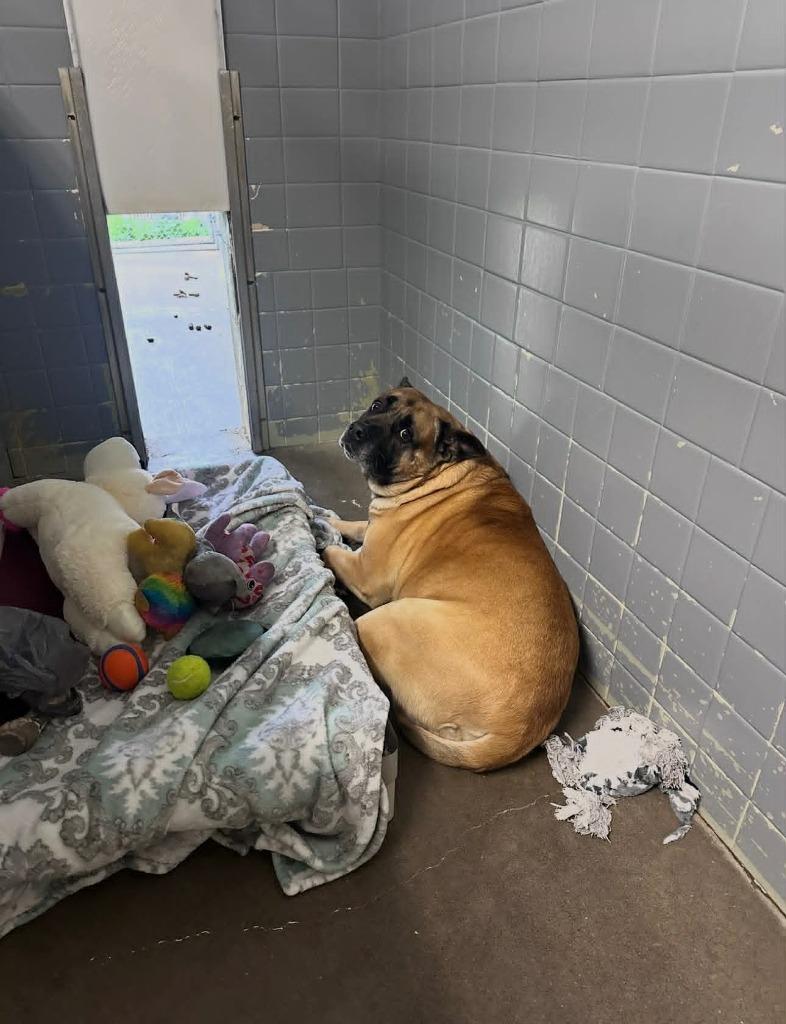 Enlarge Zade, a Adoptable mixed breed in Marion, OH image 2/6