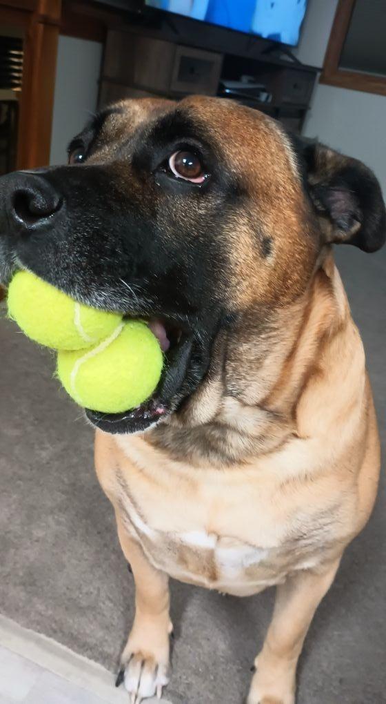 Enlarge Zade, a Adoptable mixed breed in Marion, OH image 3/6