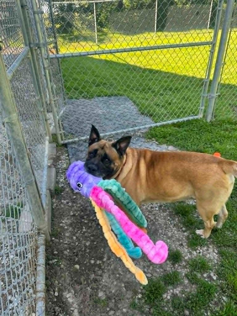 Enlarge Zade, a Adoptable mixed breed in Marion, OH image 4/6