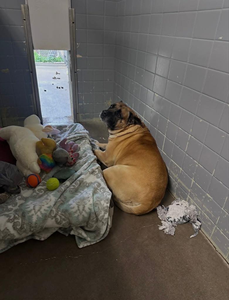 Enlarge Zade, a Adoptable mixed breed in Marion, OH image 5/6