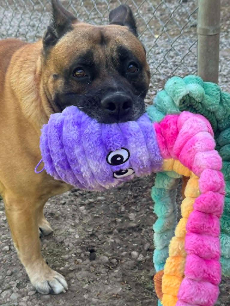 Enlarge Zade, a Adoptable mixed breed in Marion, OH image 6/6
