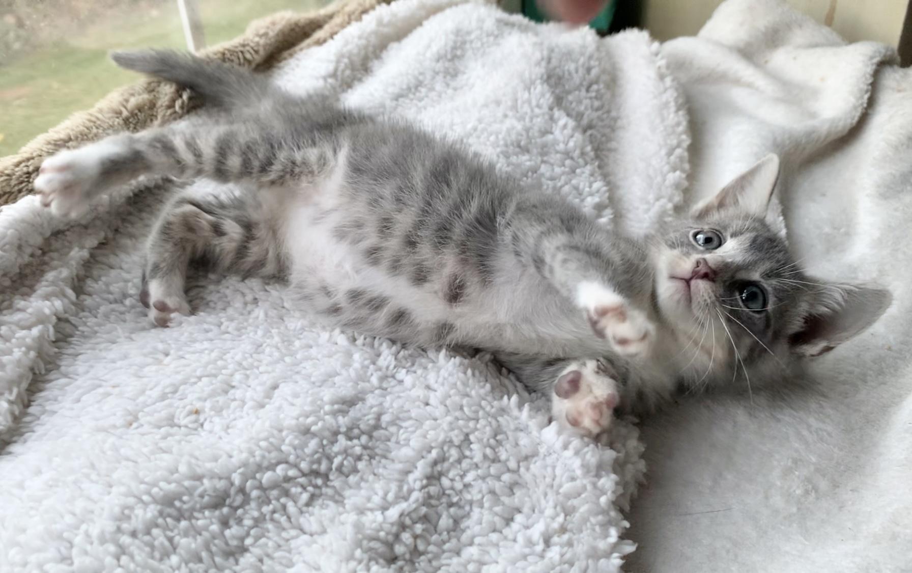 Jupiter, Adopted, Young Male Domestic Short Hair.