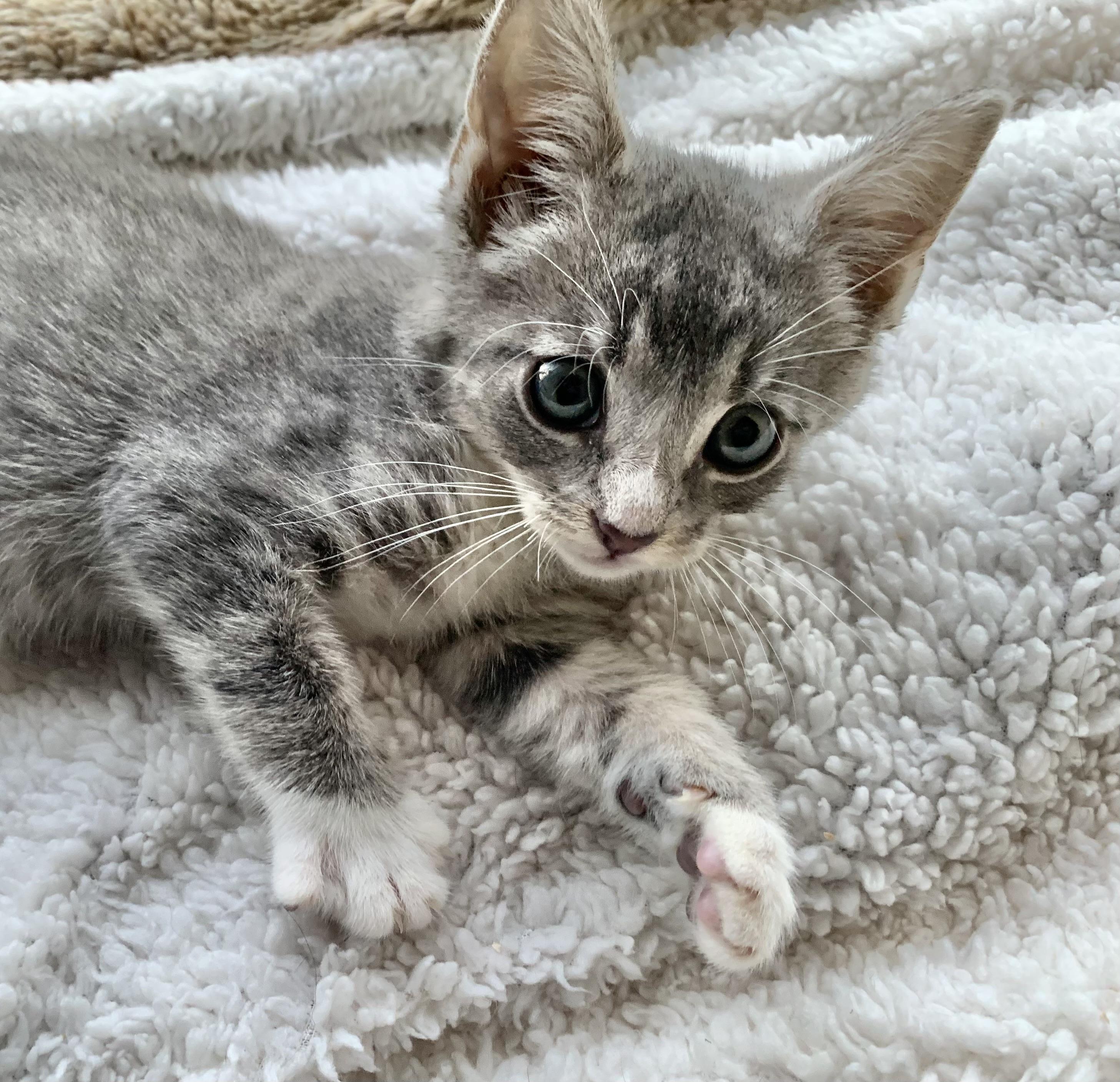 Enlarge Jupiter, a Adopted mixed breed in Hershey, PA image 2/6