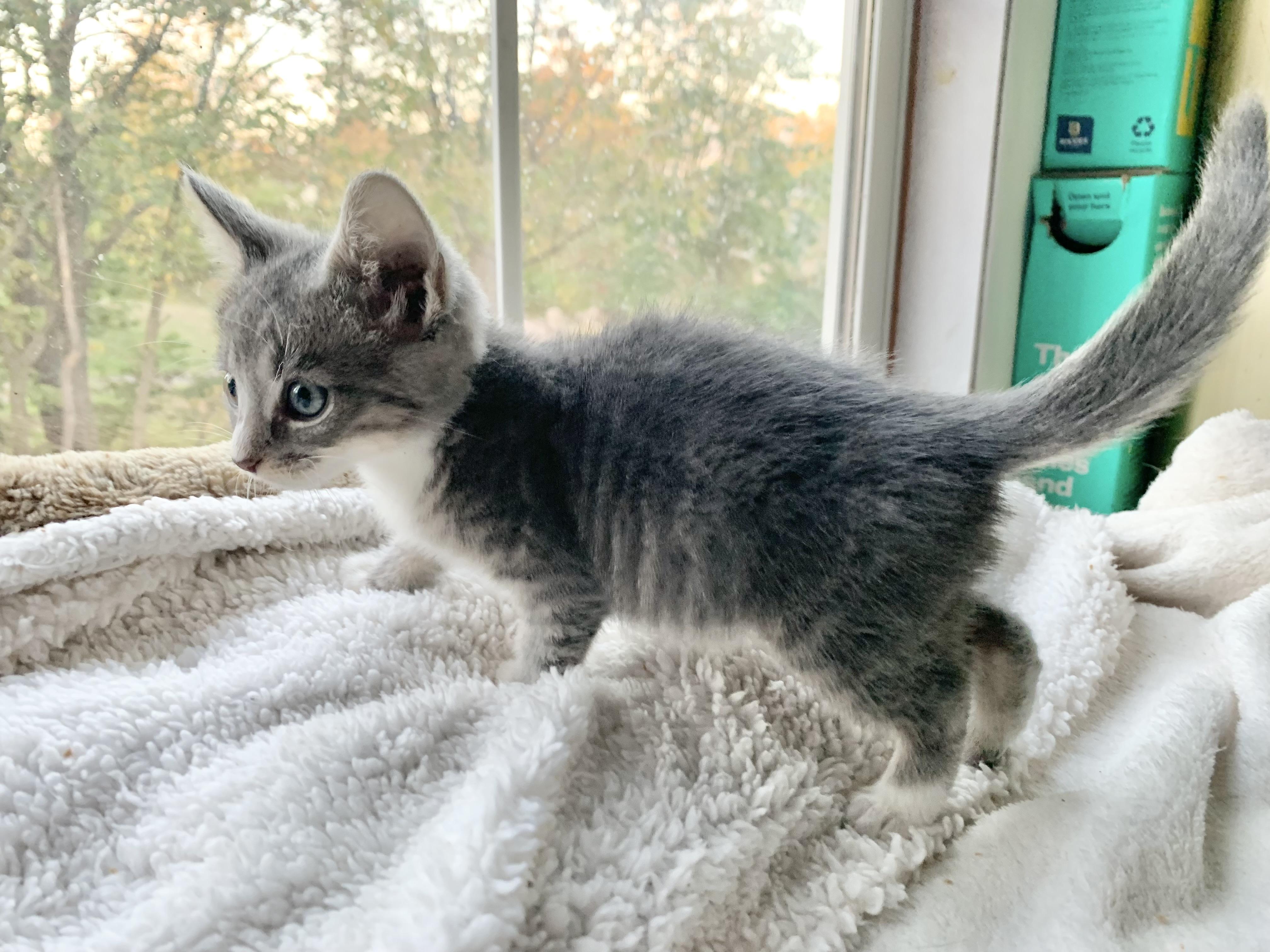 Enlarge Jupiter, a Adopted mixed breed in Hershey, PA image 3/6