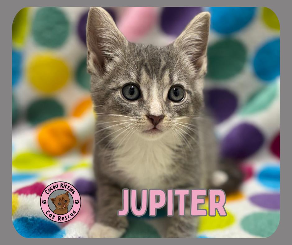 Enlarge Jupiter, a Adopted mixed breed in Hershey, PA image 4/6
