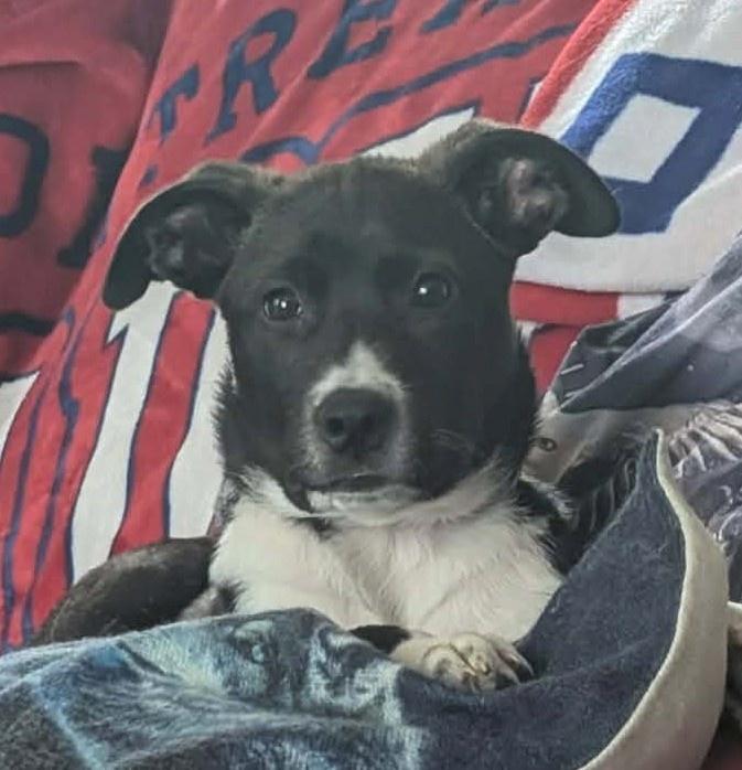 Johnny, a ADOPTABLE mixed breed in Bancroft, ON image 2/4