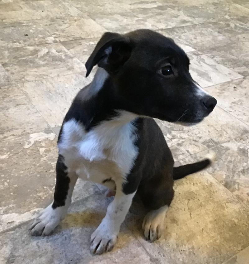 Johnny, a ADOPTABLE mixed breed in Bancroft, ON image 3/4