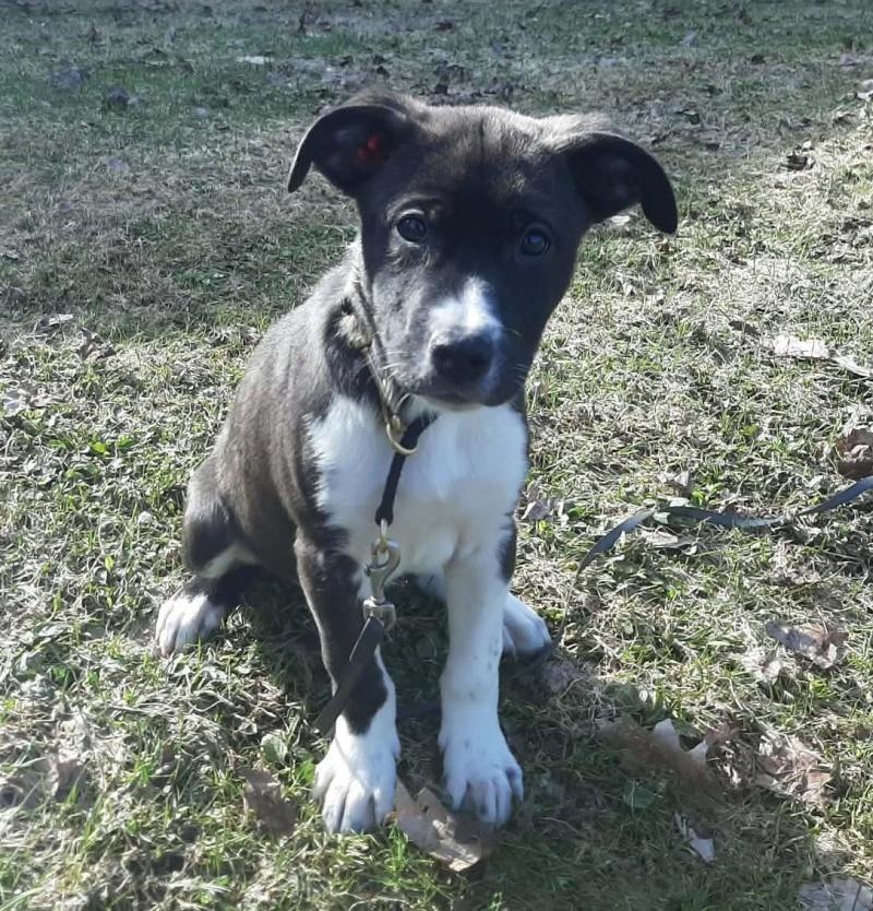 Johnny, a ADOPTABLE mixed breed in Bancroft, ON image 4/4