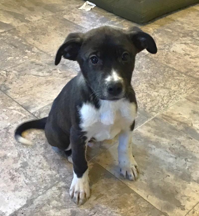 Johnny, ADOPTABLE, Young Male Labrador Retriever & Bulldog.