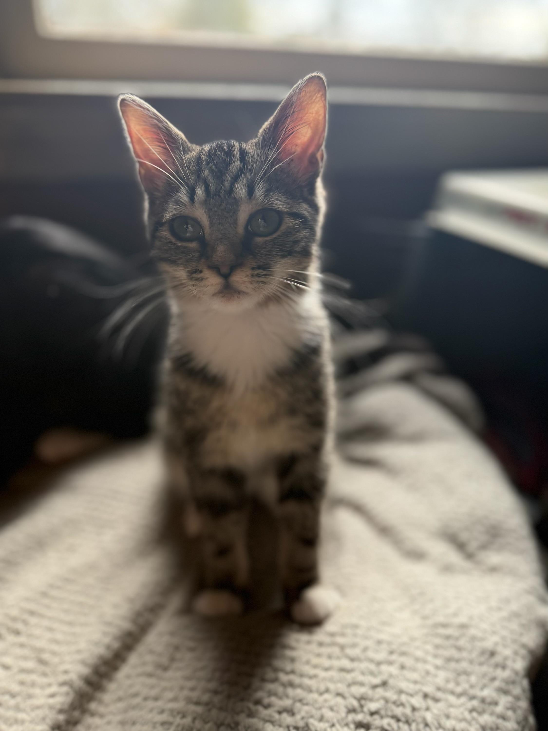 Enlarge Katrina, a ADOPTABLE Domestic Short Hair in Davidson, NC image 1/3