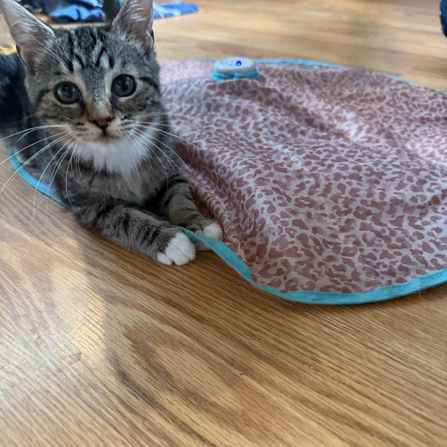 Enlarge Katrina, a ADOPTABLE Domestic Short Hair in Davidson, NC image 2/3