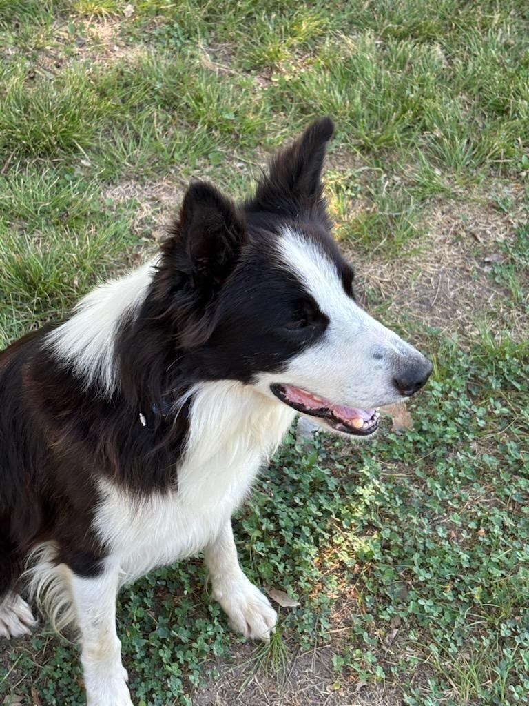 King, Adoptable, Adult Male Border Collie.
