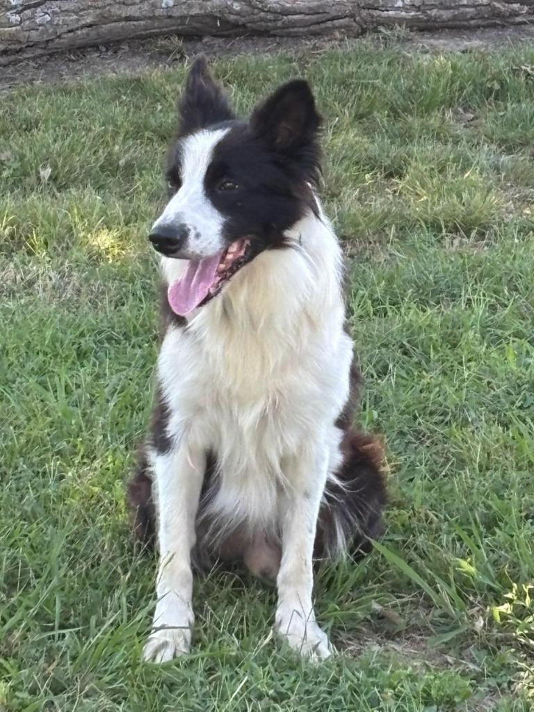 King, Adoptable, Adult Male Border Collie.