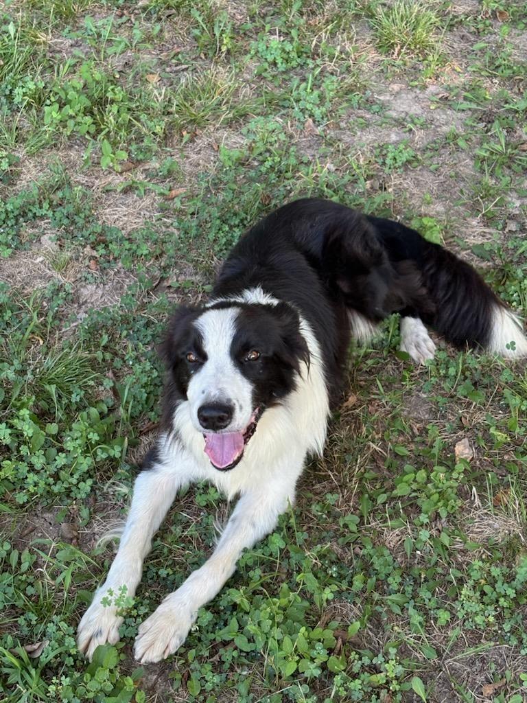 Enlarge King, a Adoptable Border Collie in The Woodlands, TX image 2/6