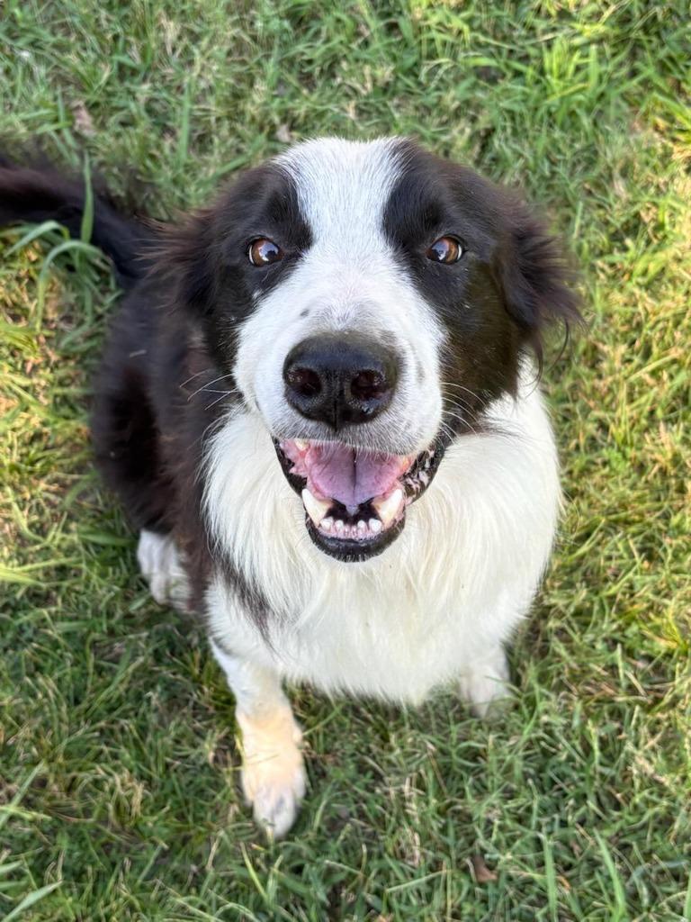 King, a Adoptable Border Collie in The Woodlands, TX image 3/6