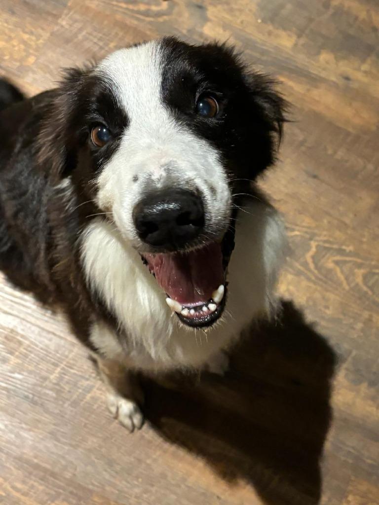 King, a Adoptable Border Collie in The Woodlands, TX image 6/6