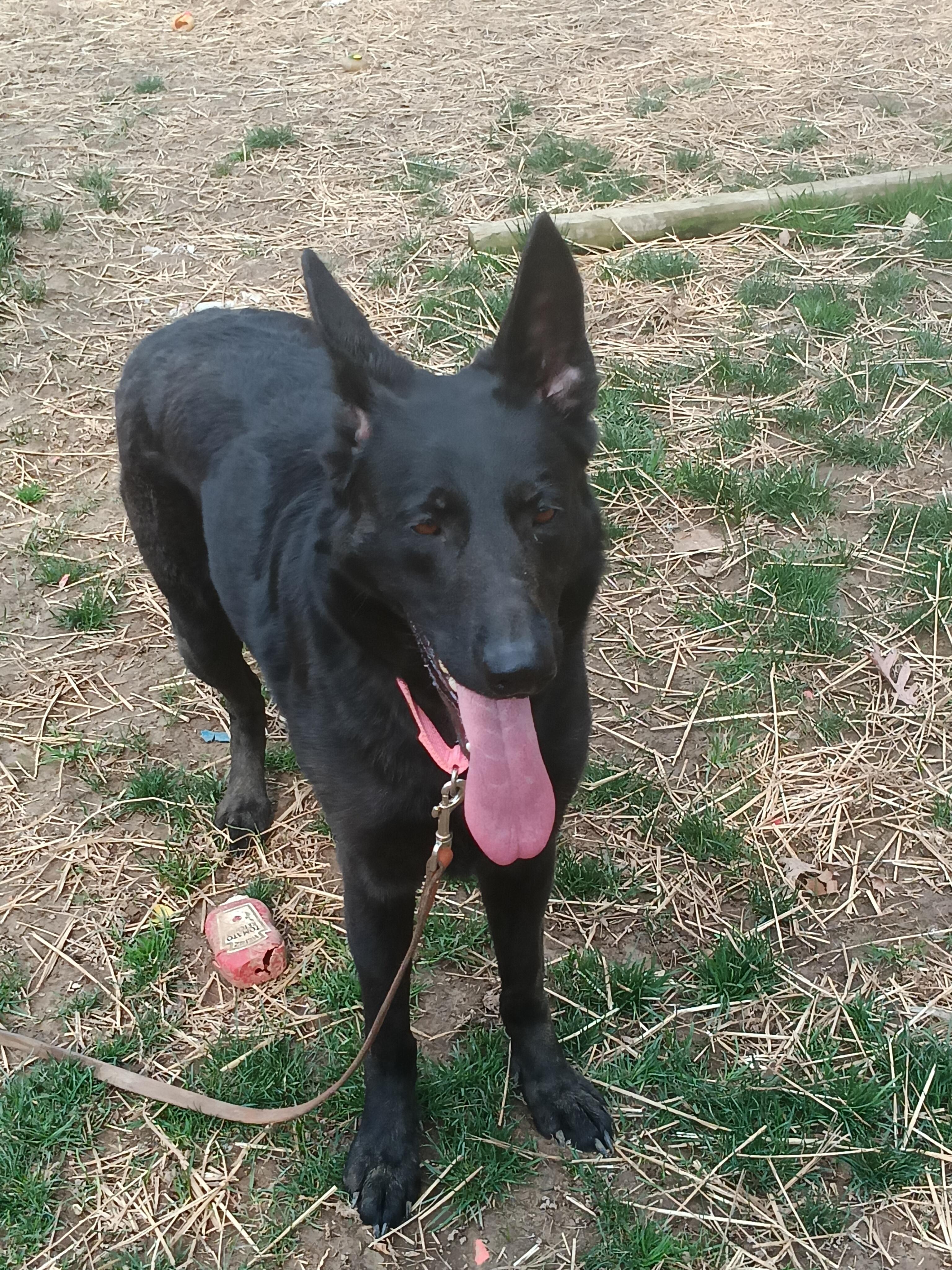 MADDIE, a ADOPTABLE German Shepherd Dog in Wilmington, DE image 3/5