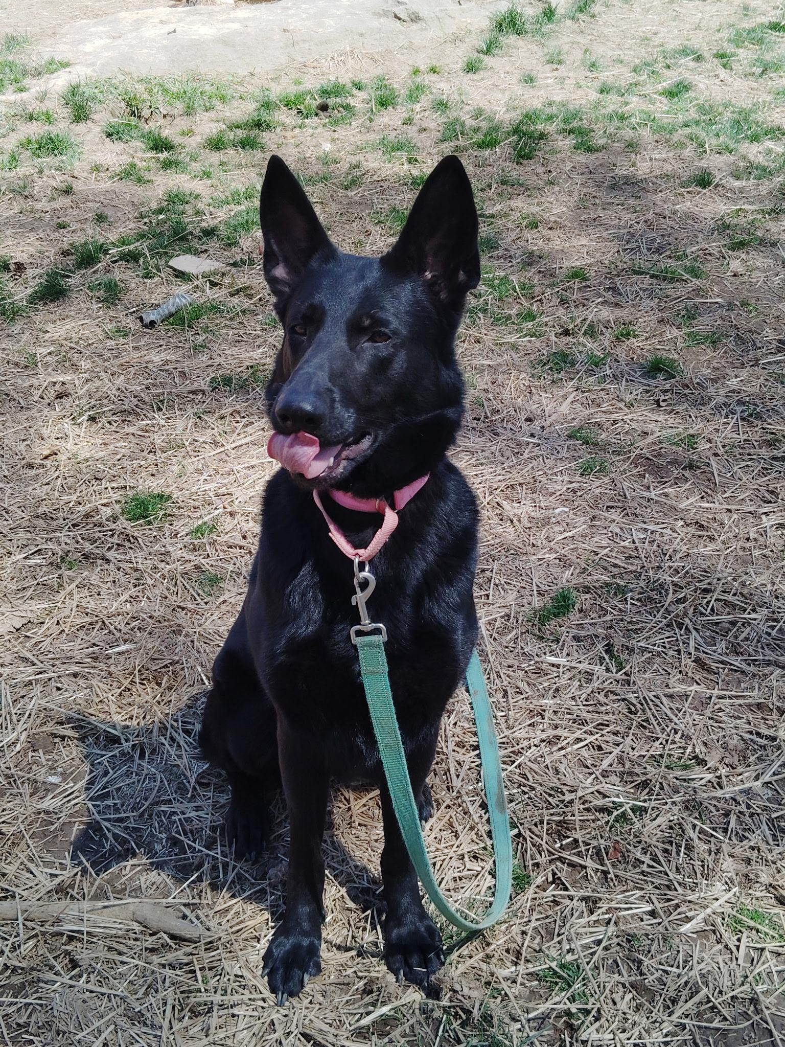 MADDIE, a ADOPTABLE German Shepherd Dog in Wilmington, DE image 4/5