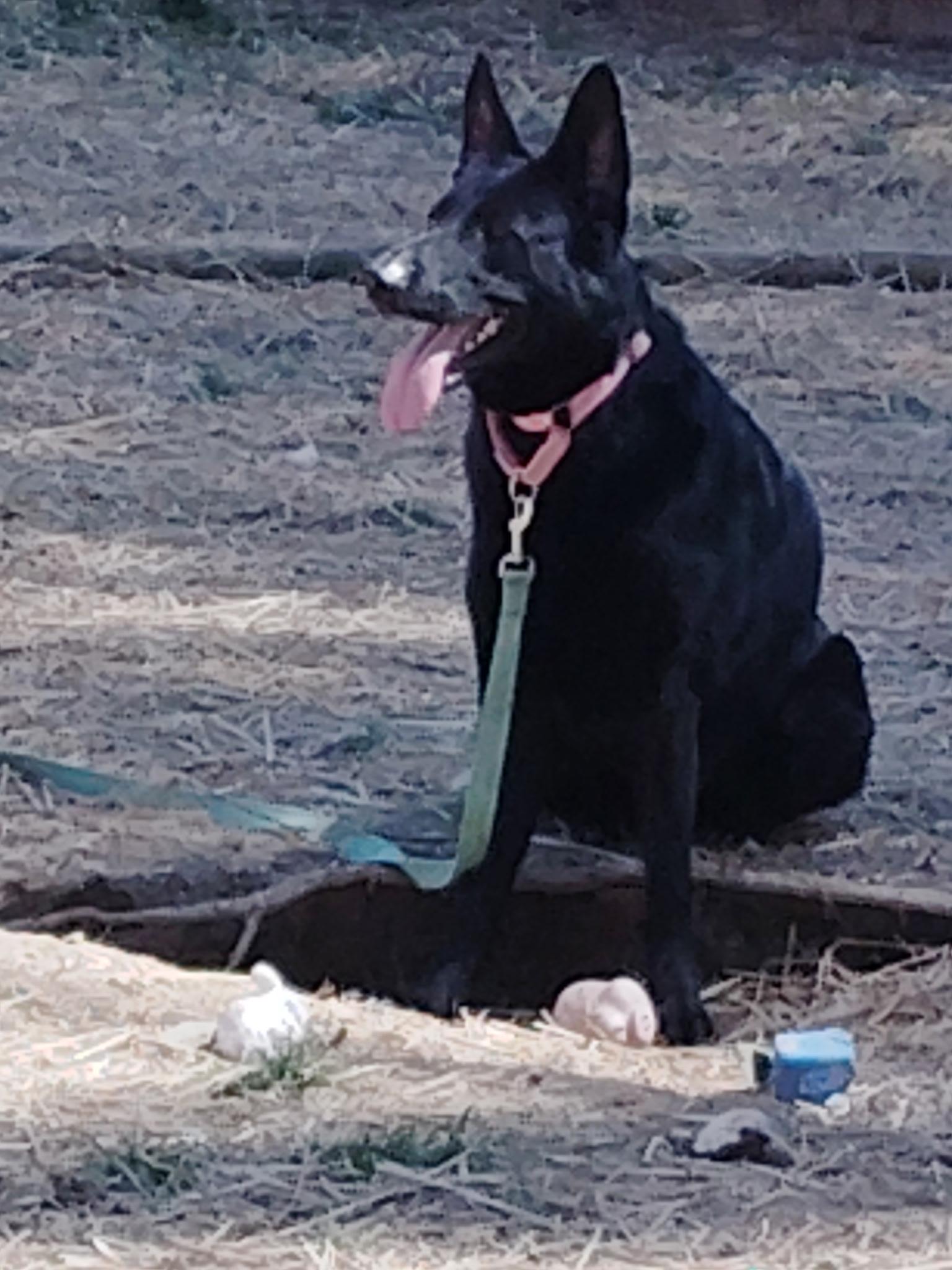MADDIE, a ADOPTABLE German Shepherd Dog in Wilmington, DE image 5/5