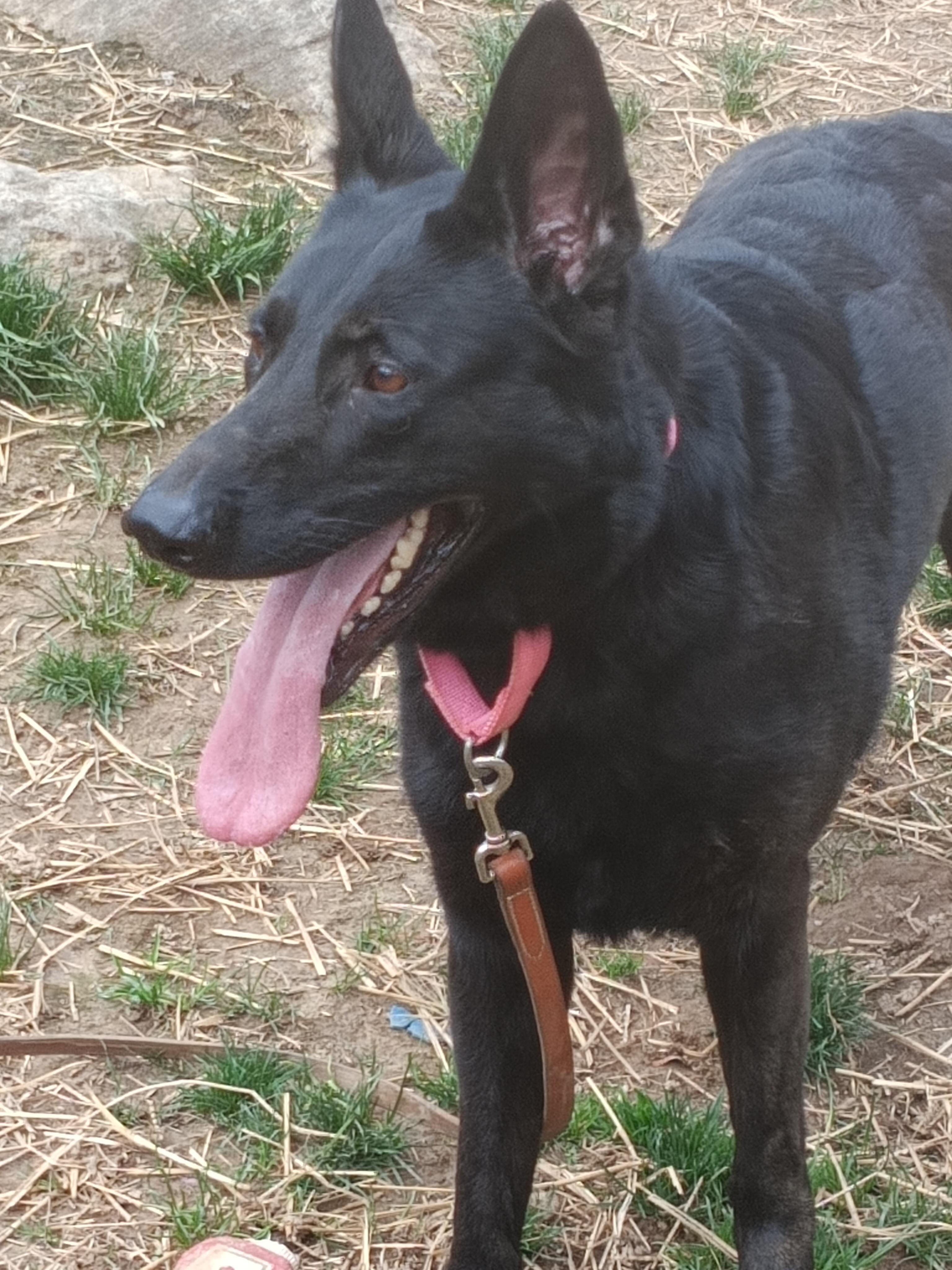 MADDIE, ADOPTABLE, Young Female German Shepherd Dog.