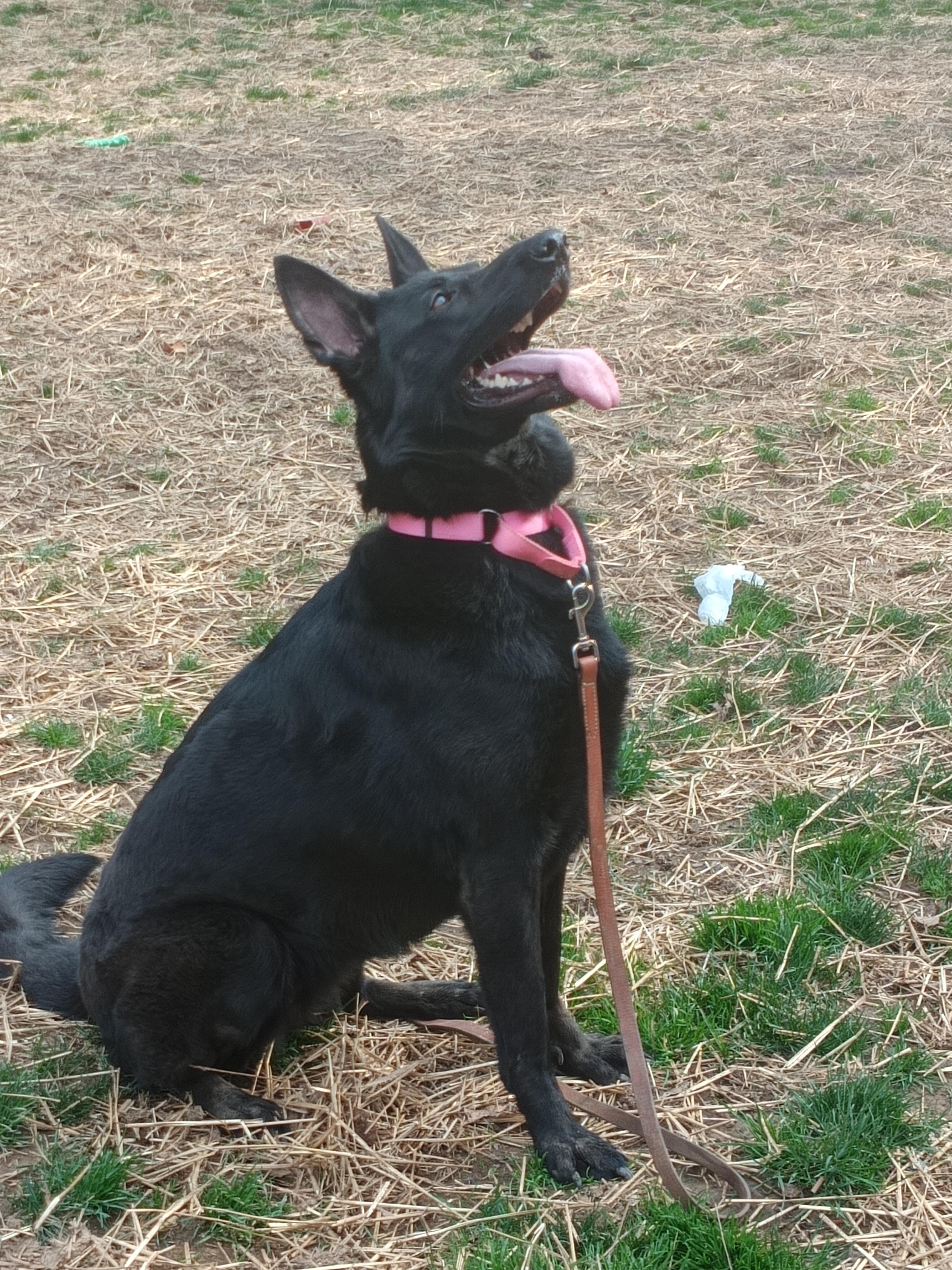 MADDIE, a ADOPTABLE German Shepherd Dog in Wilmington, DE image 2/5