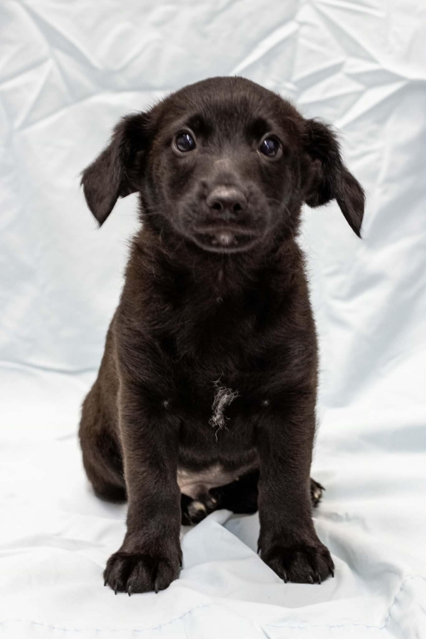 Poppy, Adoptable, Puppy Female Labrador Retriever.