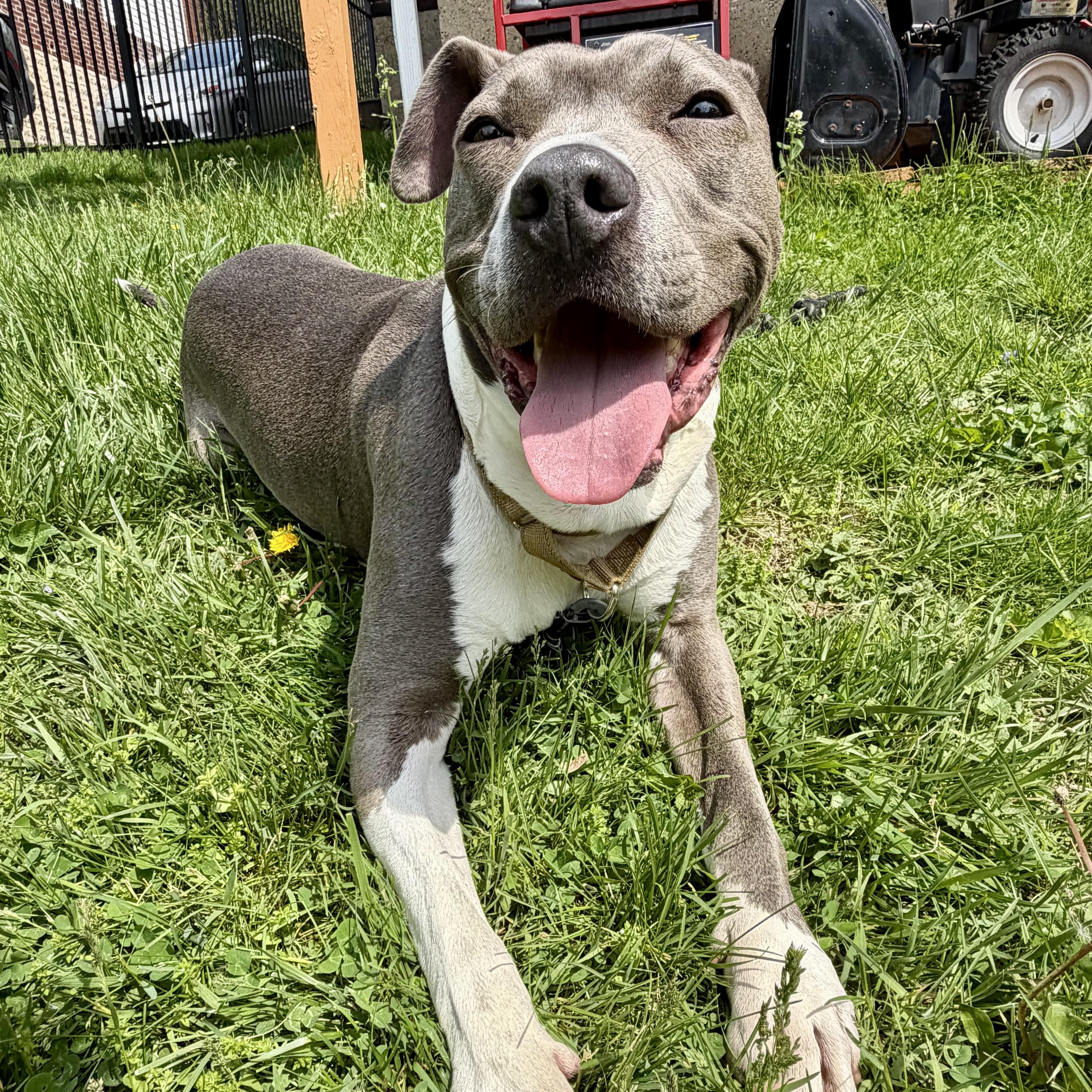 Maddox, a Adoptable mixed breed in Boston, MA image 1/6