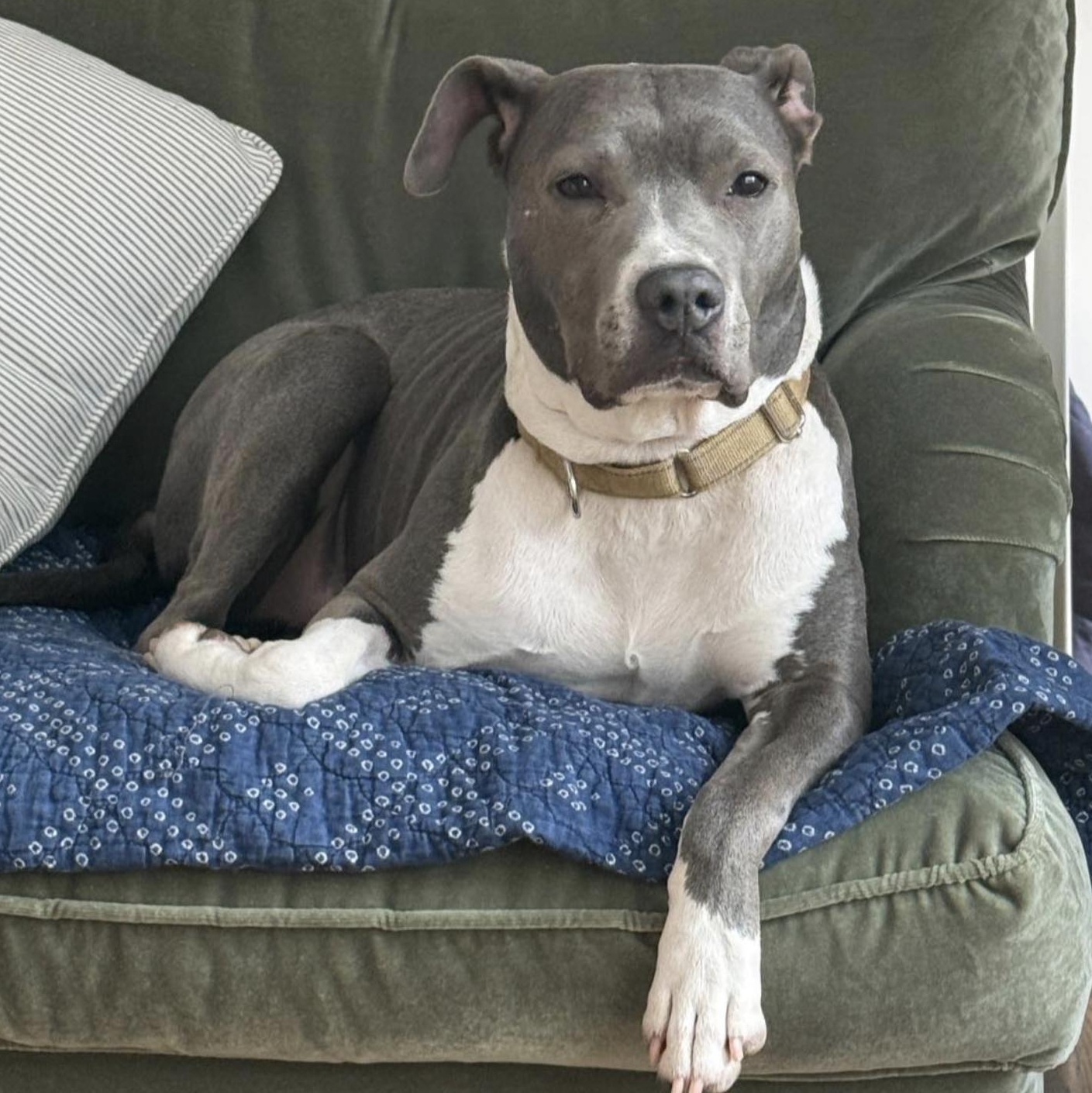 Maddox, a Adoptable mixed breed in Boston, MA image 2/6