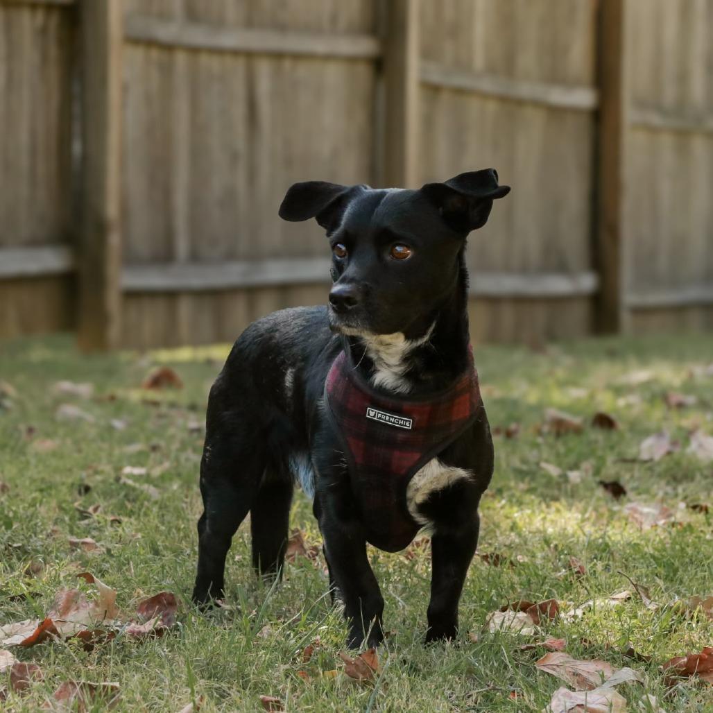 Enlarge Scooter, a Adoptable mixed breed in Madisonville, KY image 1/6