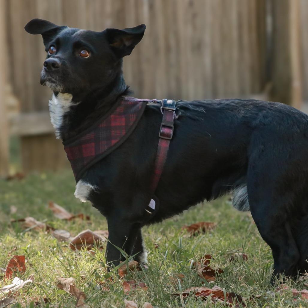 Enlarge Scooter, a Adoptable mixed breed in Madisonville, KY image 2/6