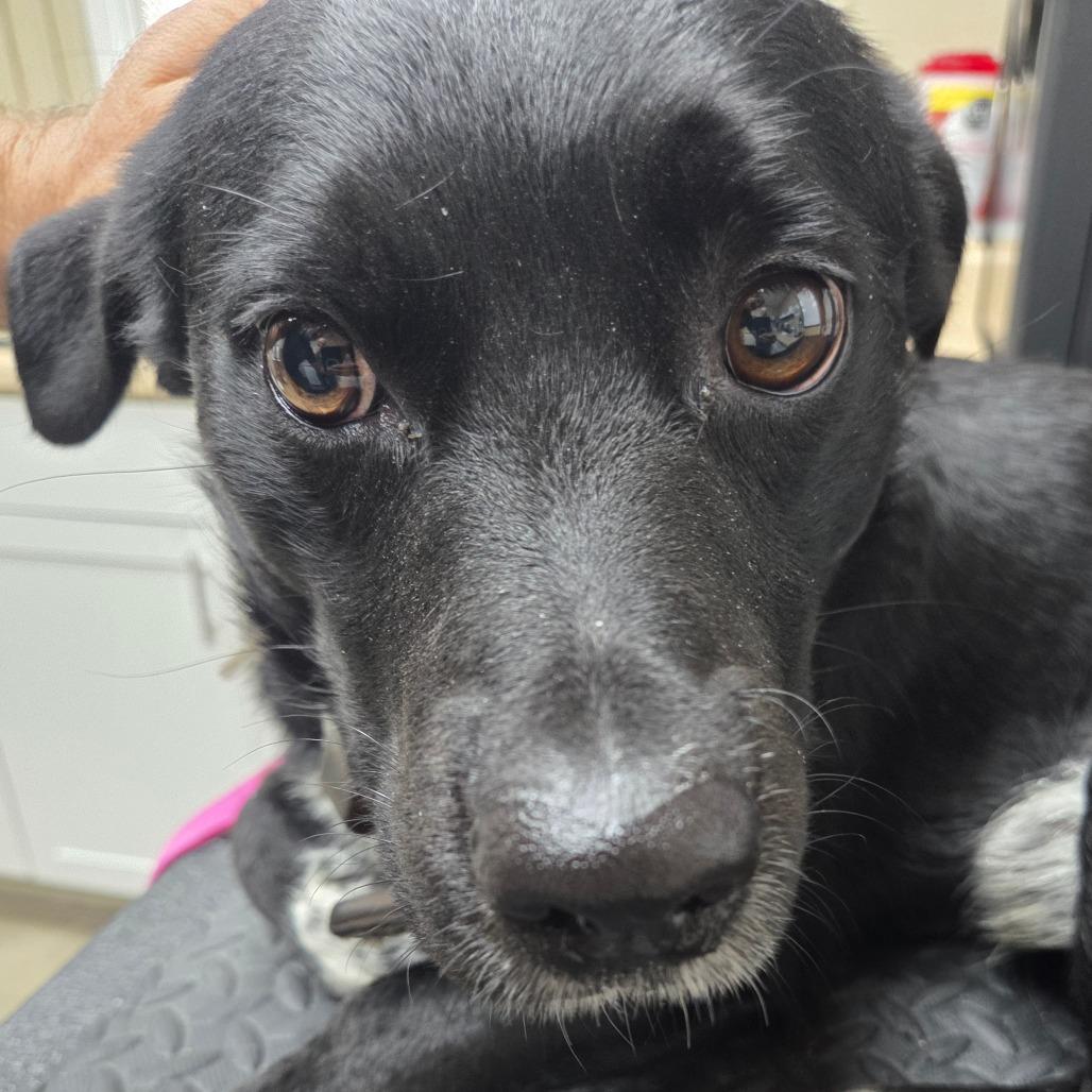 Enlarge Scooter, a Adoptable mixed breed in Madisonville, KY image 3/6