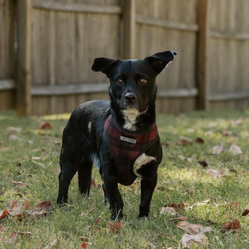 Enlarge Scooter, a Adoptable mixed breed in Madisonville, KY image 4/6