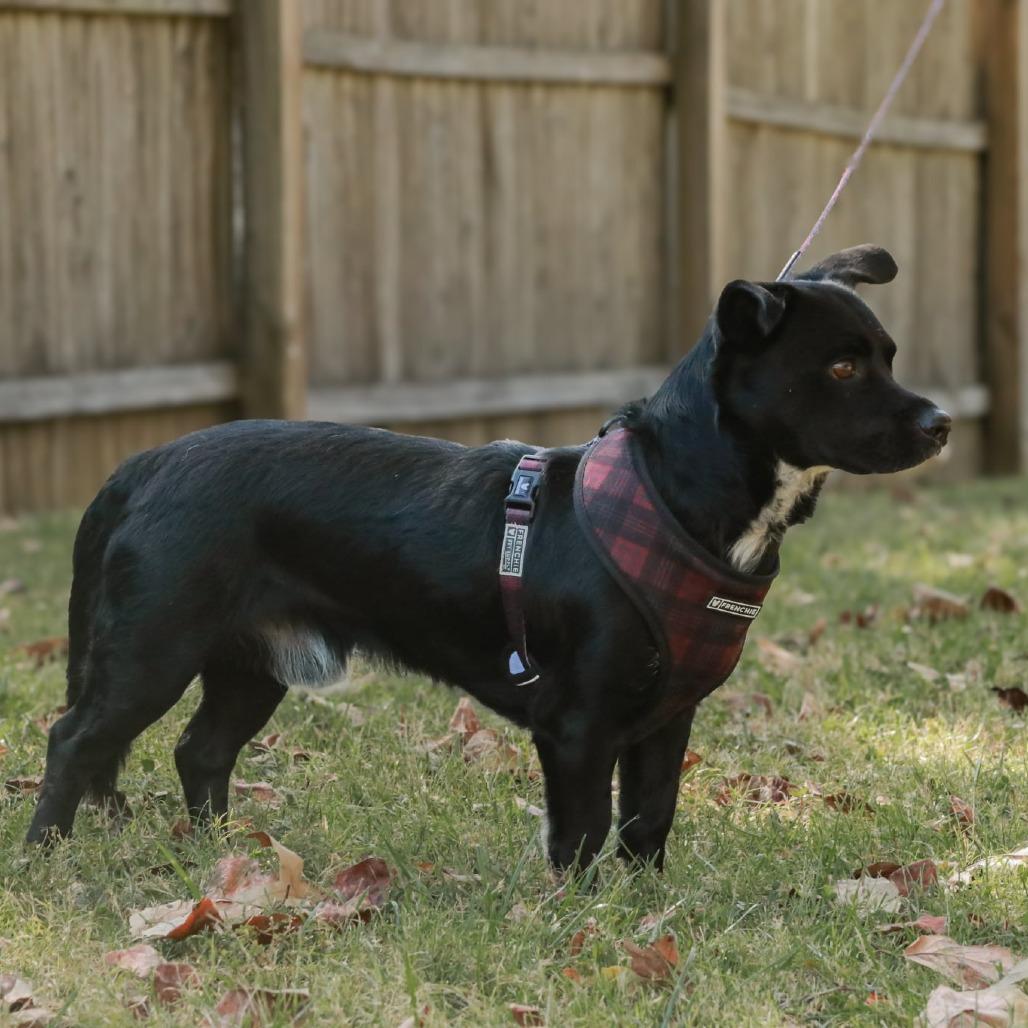 Enlarge Scooter, a Adoptable mixed breed in Madisonville, KY image 5/6