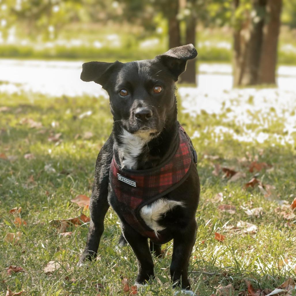 Enlarge Scooter, a Adoptable mixed breed in Madisonville, KY image 6/6
