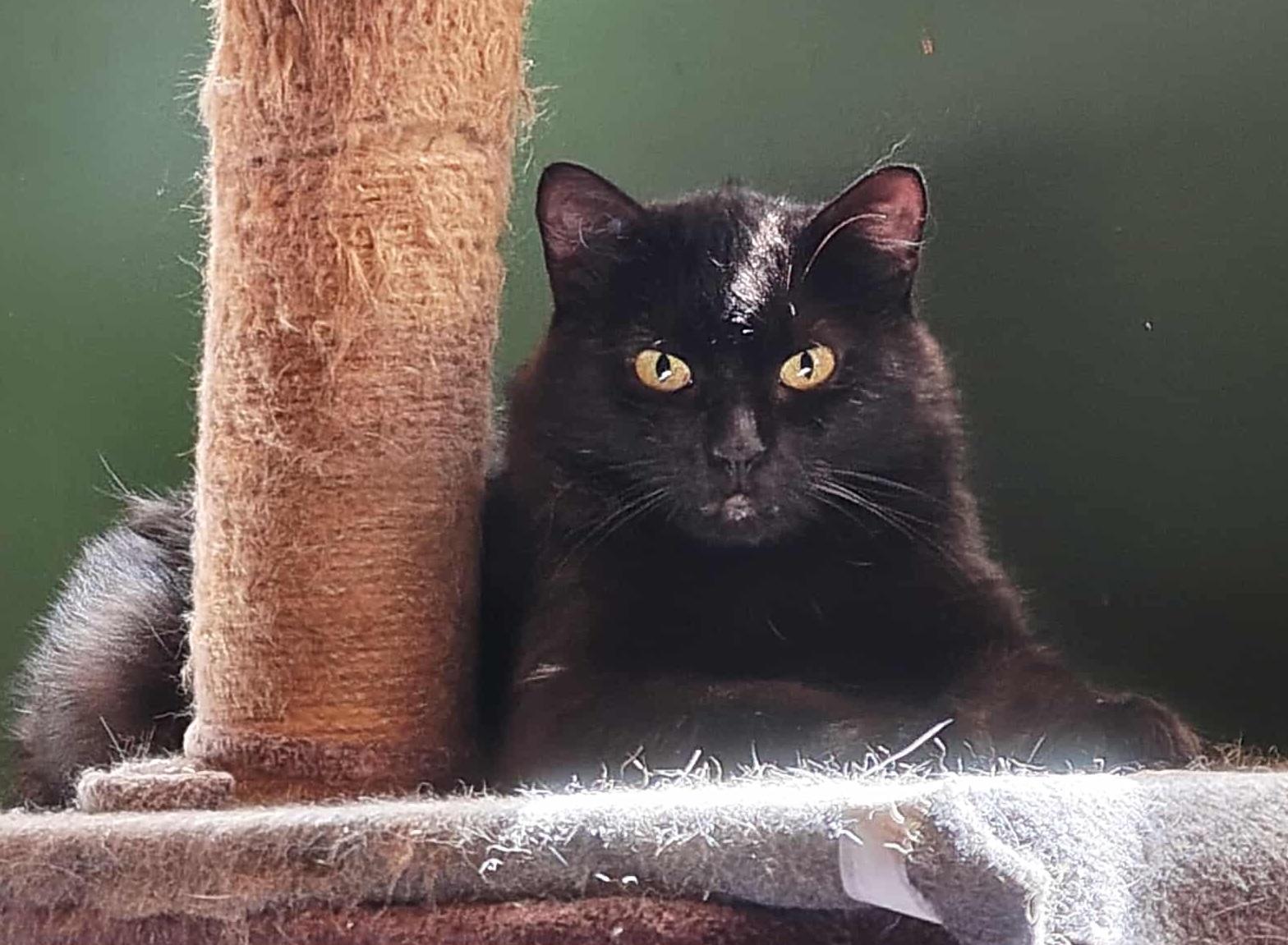 Cruise (m) Bombay Black 2 yrs old