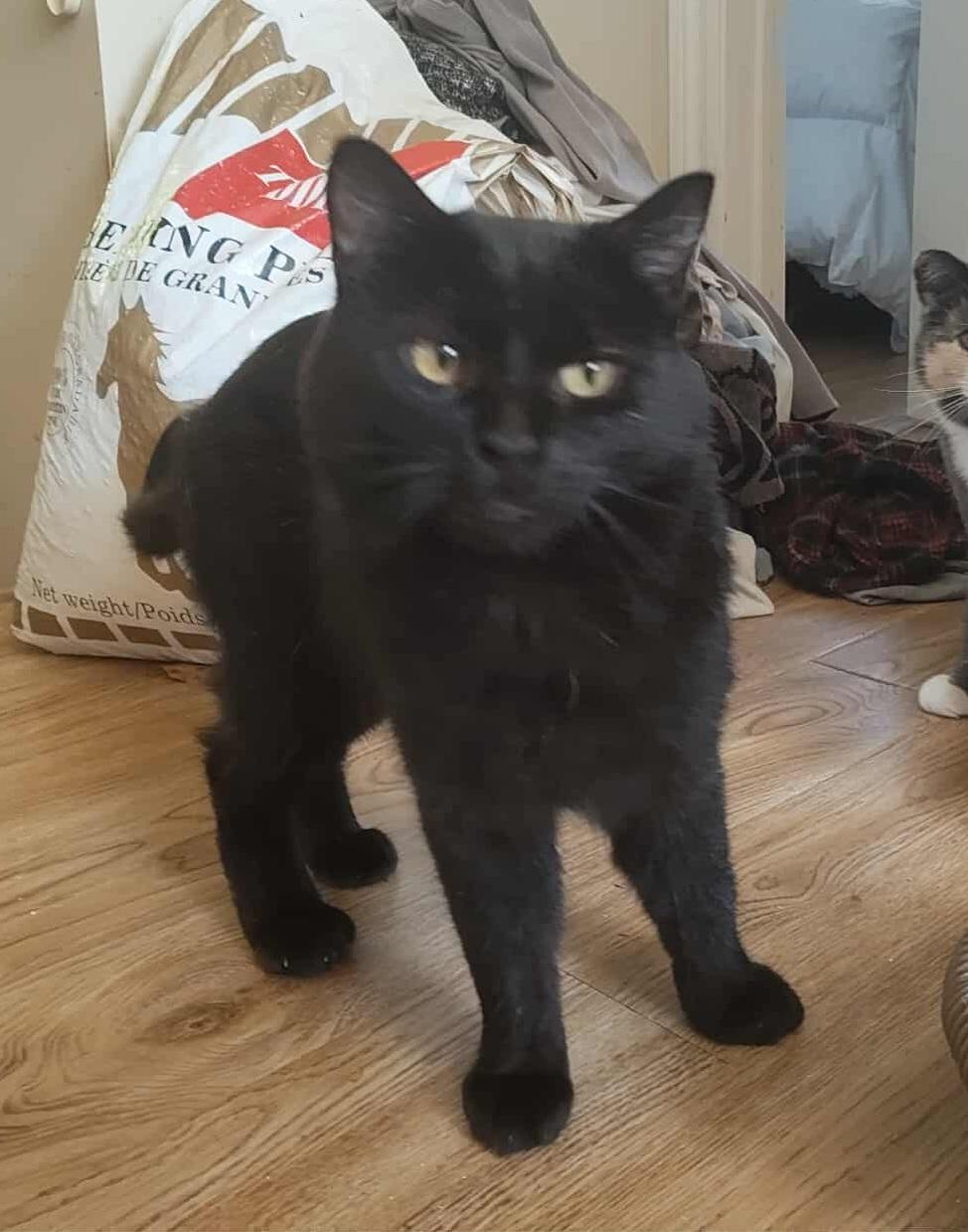 Cruise (m) Bombay Black 2 yrs old