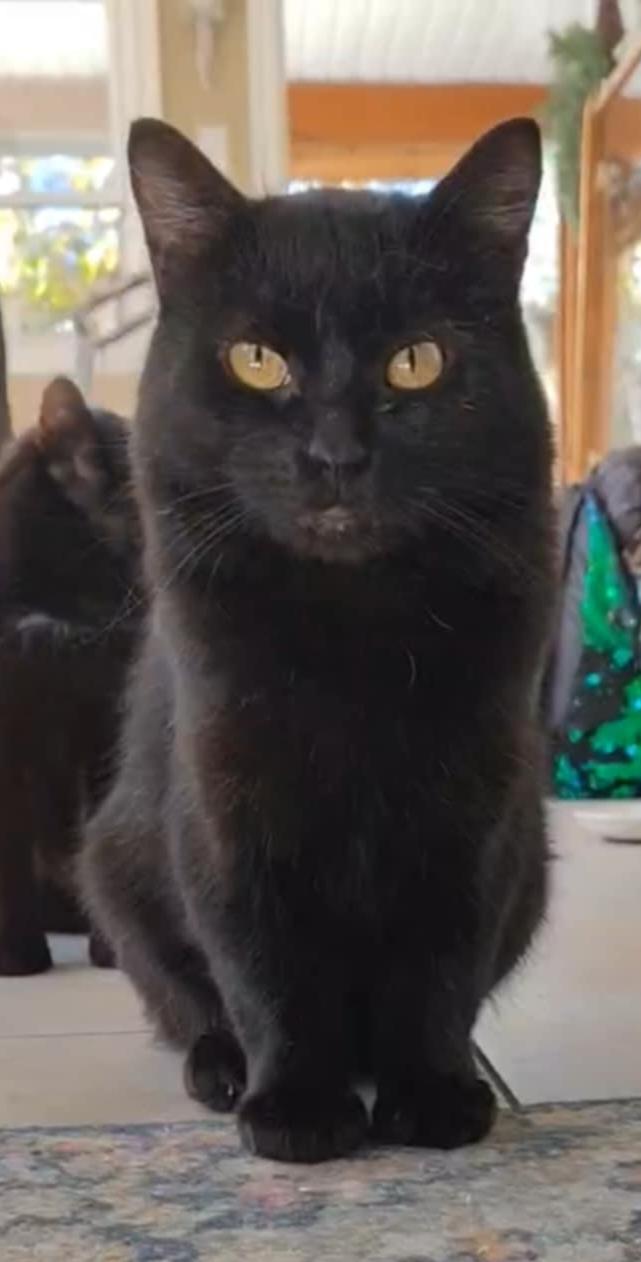 Cruise (m) Bombay Black 2 yrs old