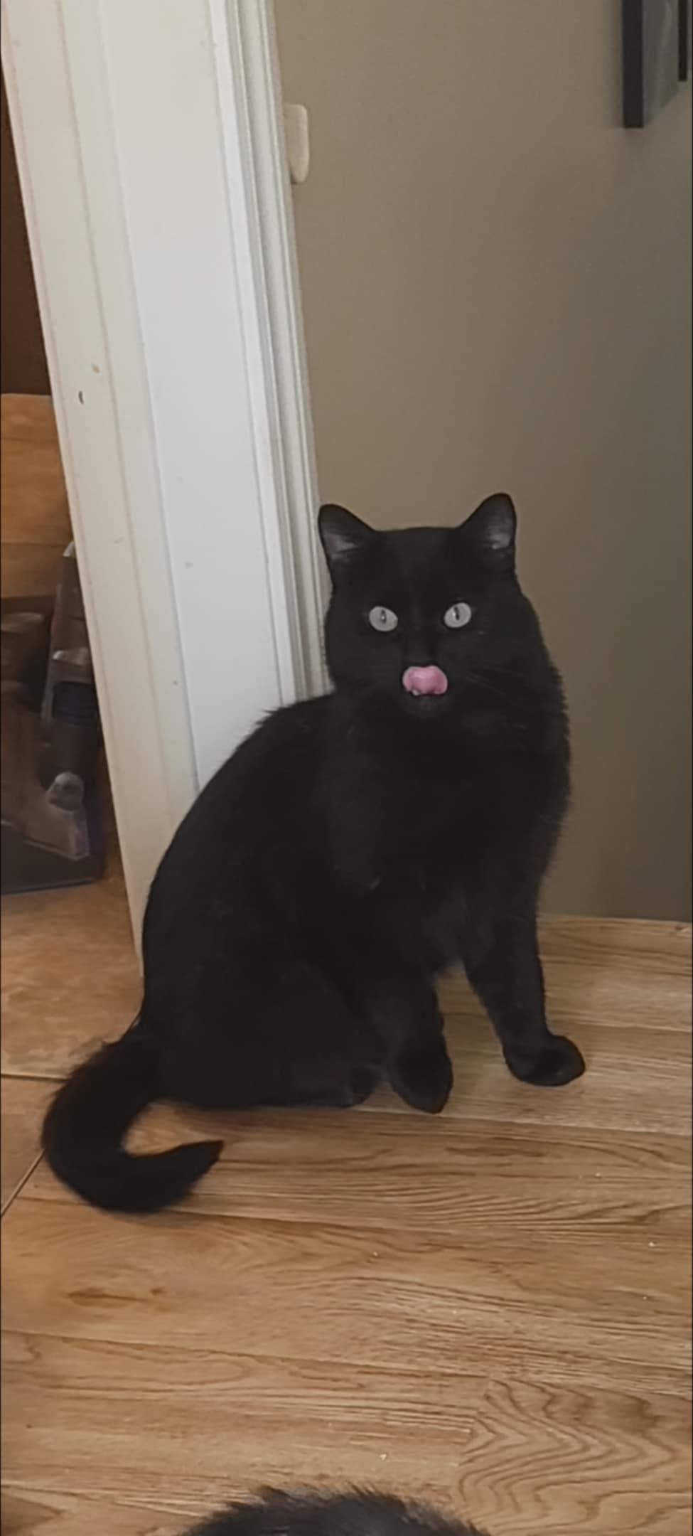 Cruise (m) Bombay Black 2 yrs old