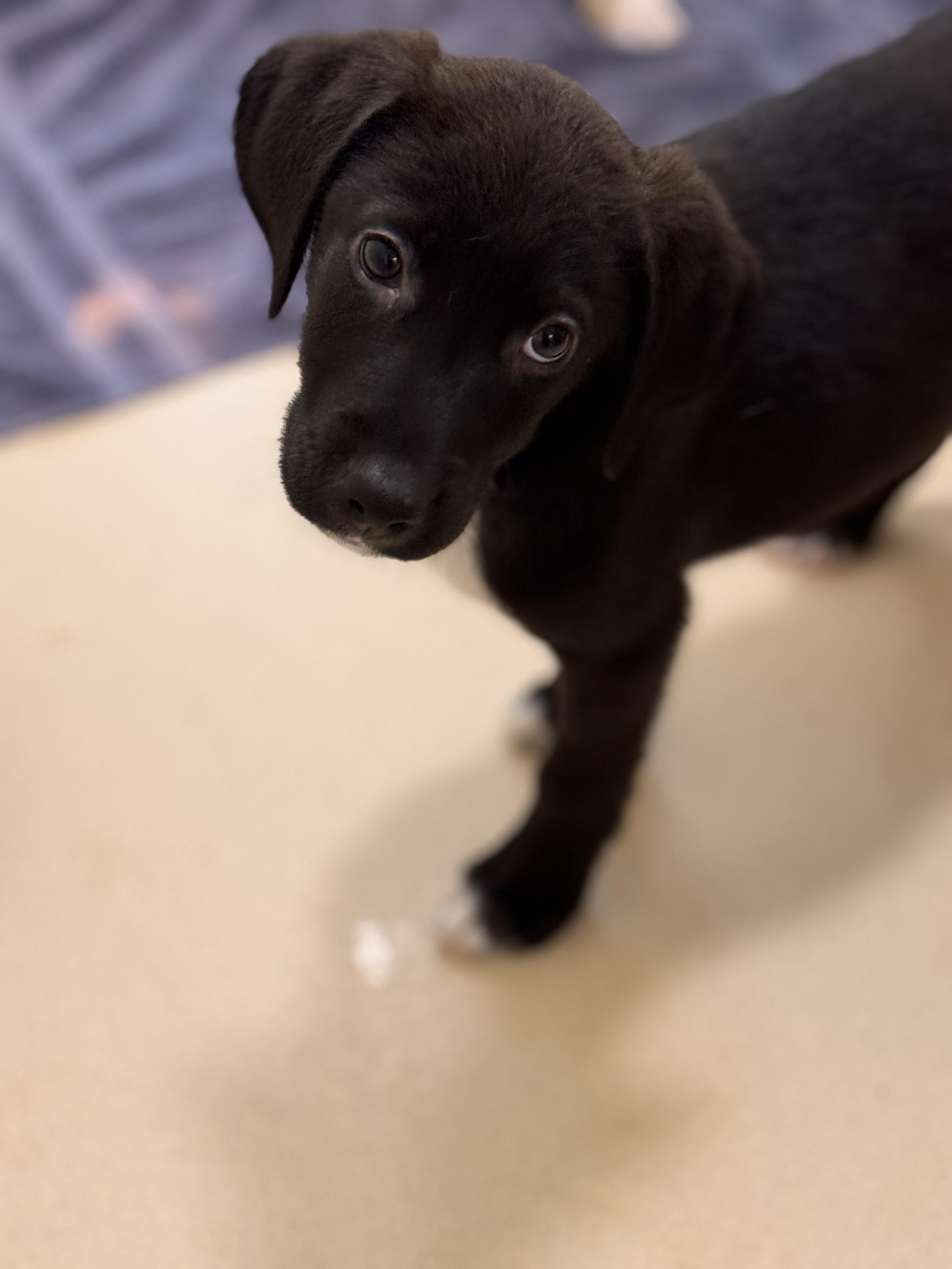 Lettuce, adopted, Young Male Hound.