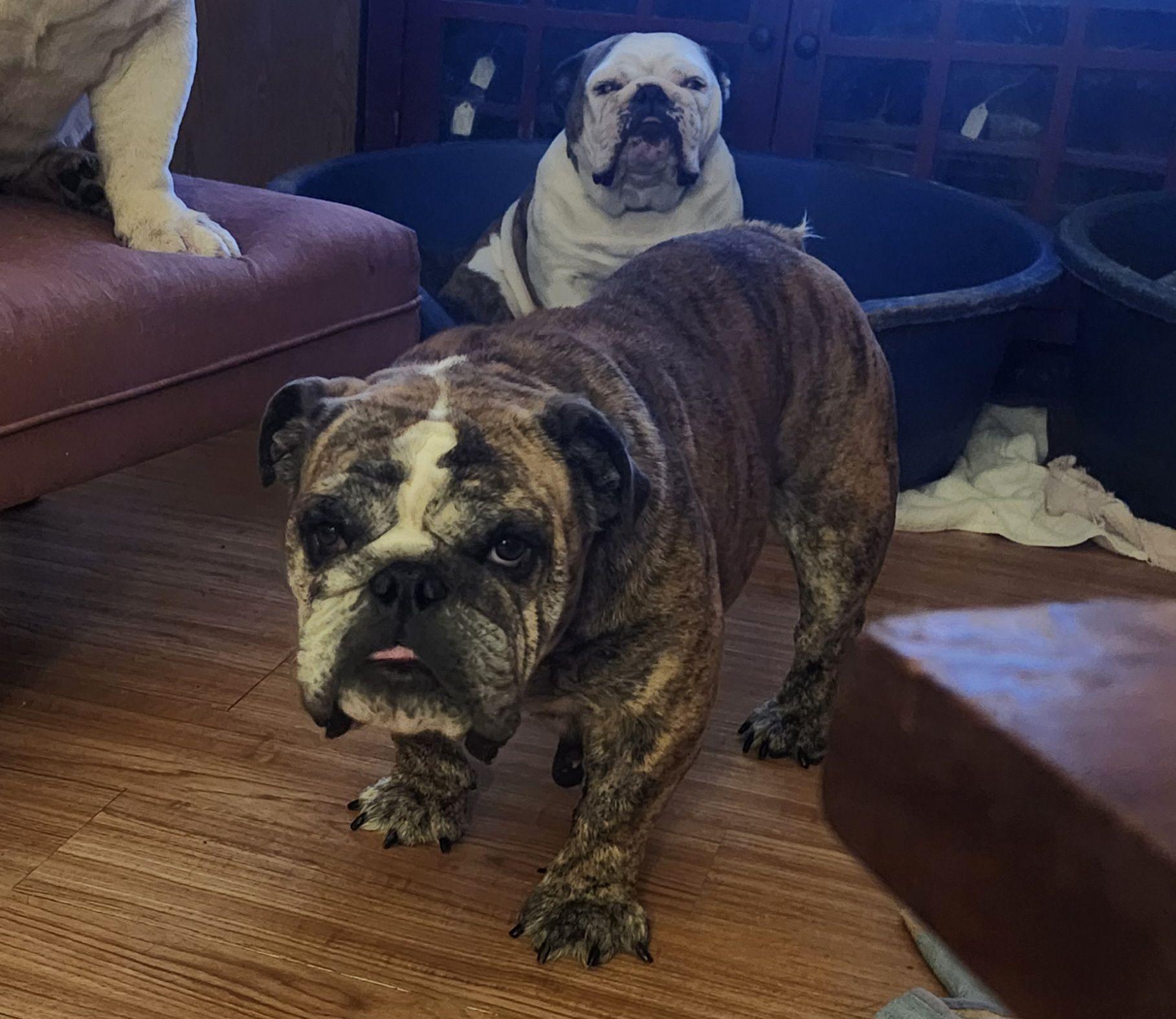 Matilda, Adult Female English Bulldog