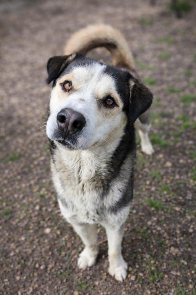 Shadow, Adoptable, Adult Male Husky & Mixed Breed.