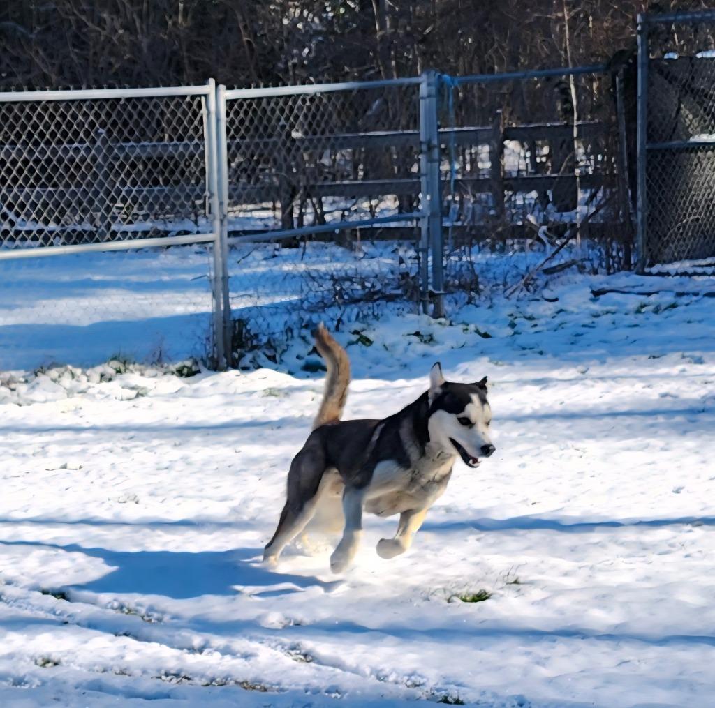 Shadow, a Adoptable mixed breed in Hardeeville, SC image 2/3
