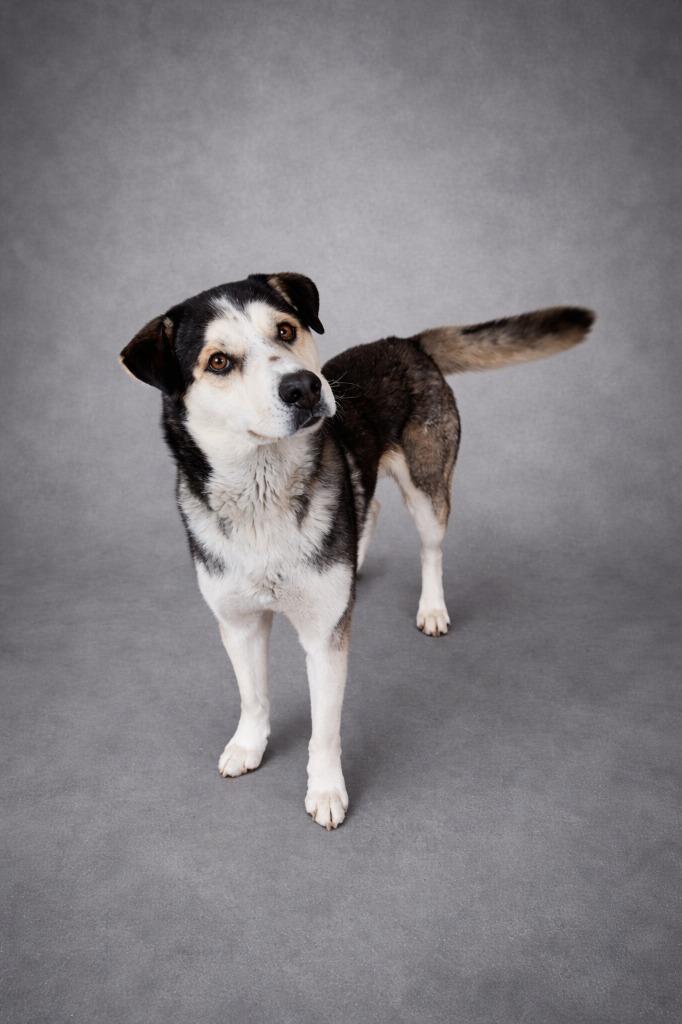 Shadow, a Adoptable mixed breed in Hardeeville, SC image 3/3