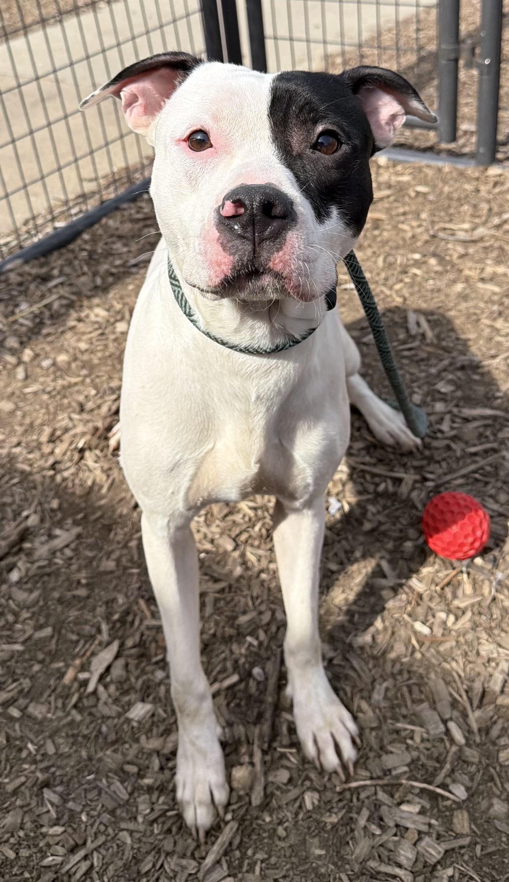 Enlarge Seymour AVAILABLE , a ADOPTABLE American Bulldog in Canton, OH image 1/2