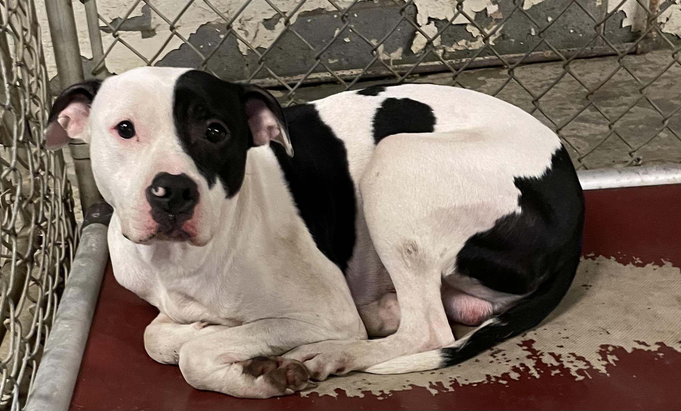 Enlarge Seymour AVAILABLE , a ADOPTABLE American Bulldog in Canton, OH image 2/2