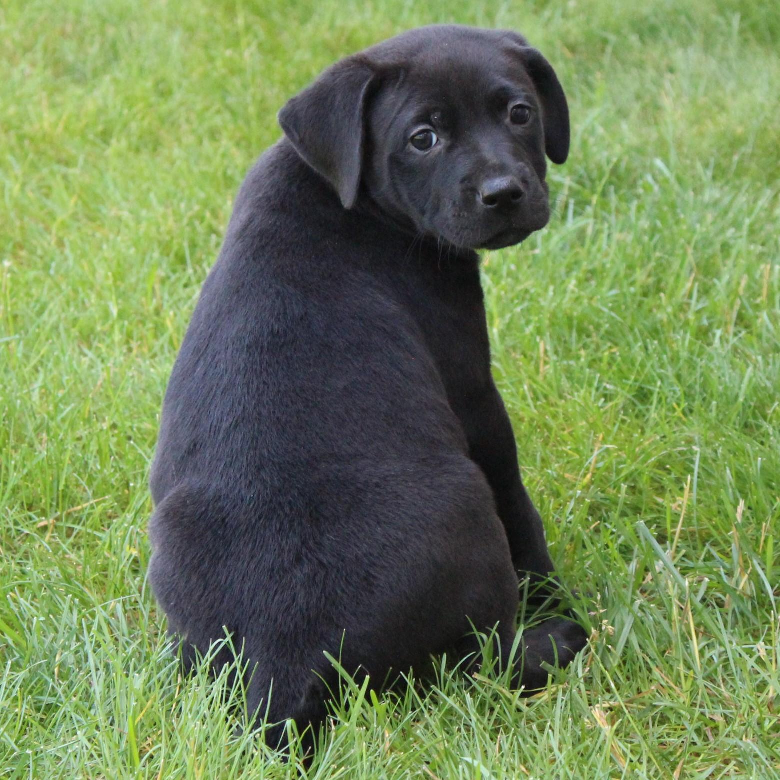 Enlarge Cree, an adopted Black Labrador Retriever in Eaton, OH image 3/3