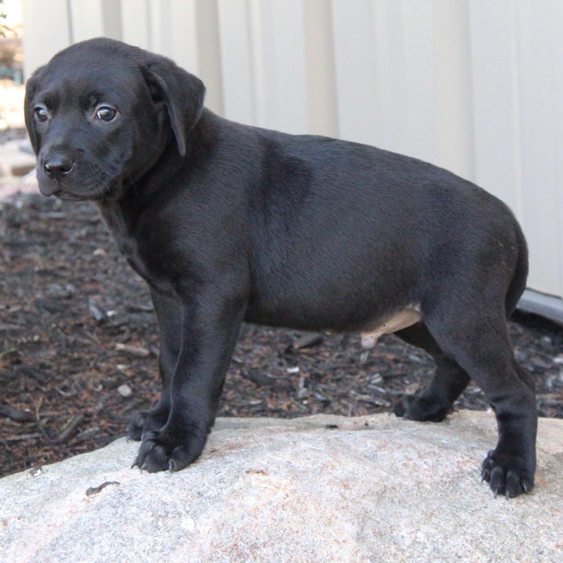 Enlarge Cree, an adopted Black Labrador Retriever in Eaton, OH image 2/3