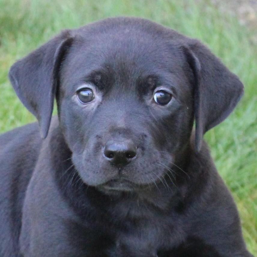 Enlarge Cree, an adopted Black Labrador Retriever in Eaton, OH image 1/3